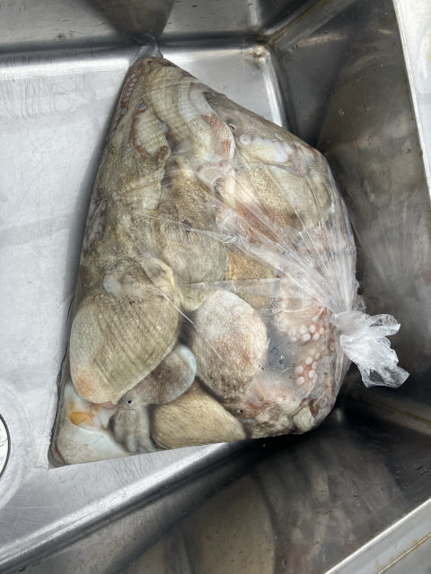 県境で釣れた魚