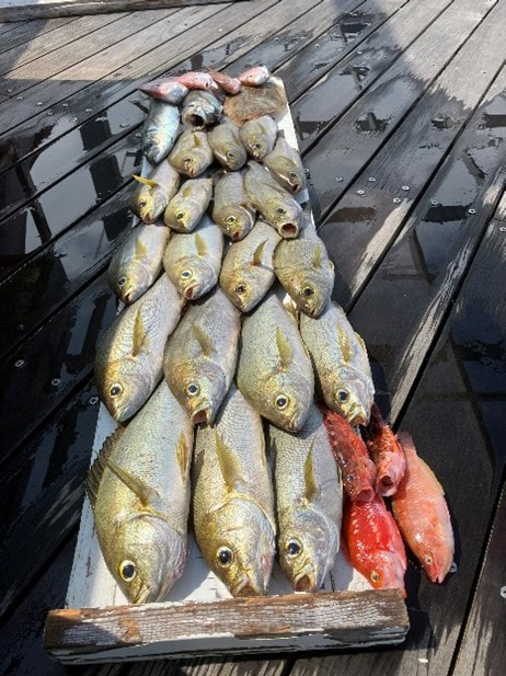 釣れた魚