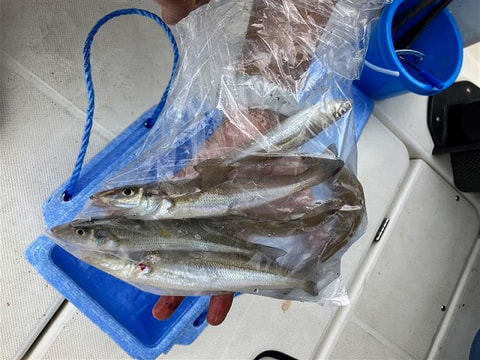 釣れた魚