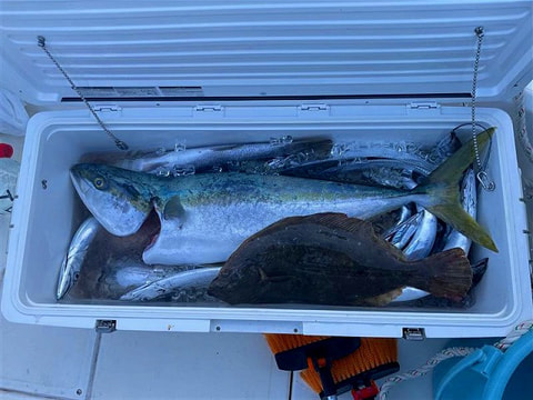 アクト前、天竜沖で釣れた魚