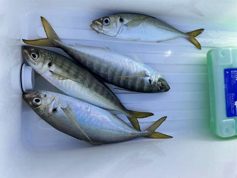 天竜沖で釣れた魚