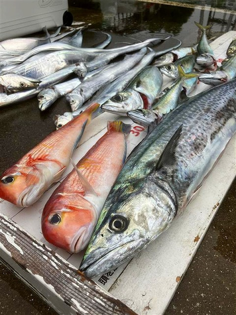 アクト沖で釣れた魚