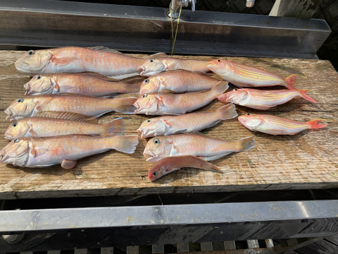 釣れた魚