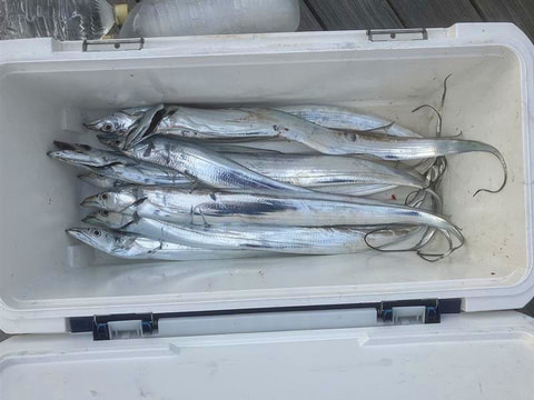 タチ場で釣れた魚