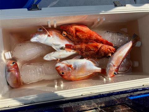 アクト前で釣れた魚