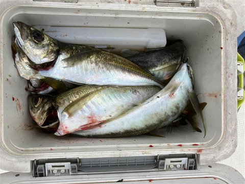 釣れた魚