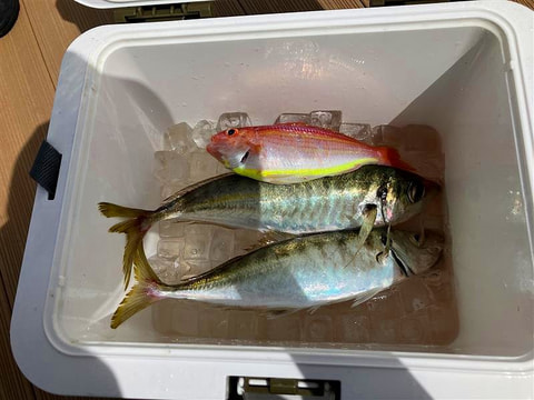 釣れた魚