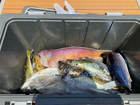 釣れた魚