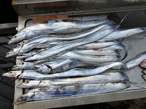 釣れた魚