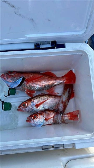 釣れた魚