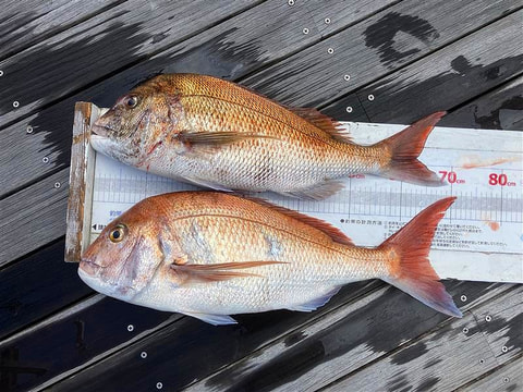 釣れた魚