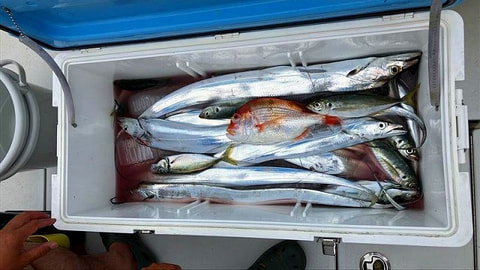 釣れた魚