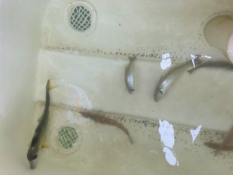 中央航路18番付近浅場で釣れた魚