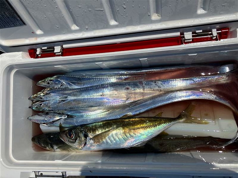 釣れた魚