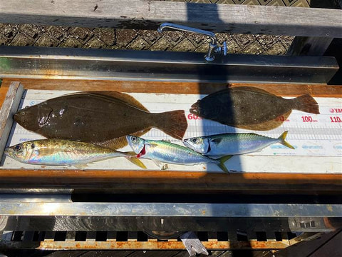 釣れた魚