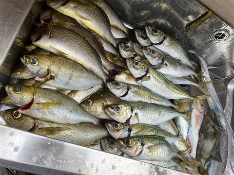 釣れた魚