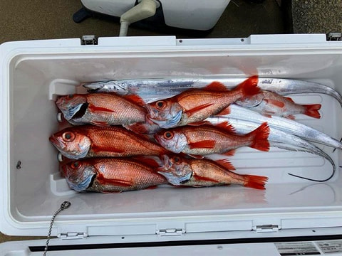 釣れた魚