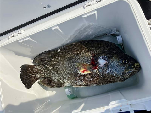中央水路東側で釣れた魚