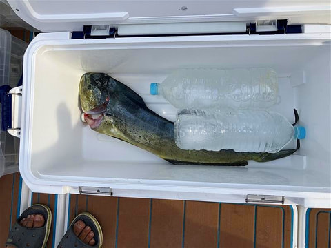 高松方面で釣れた魚