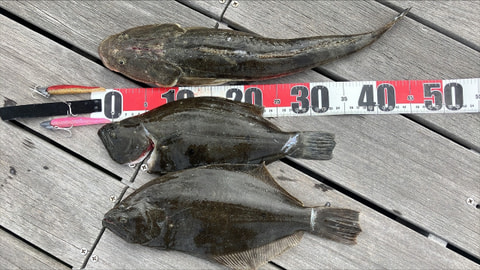 浜名湖内で釣れた魚