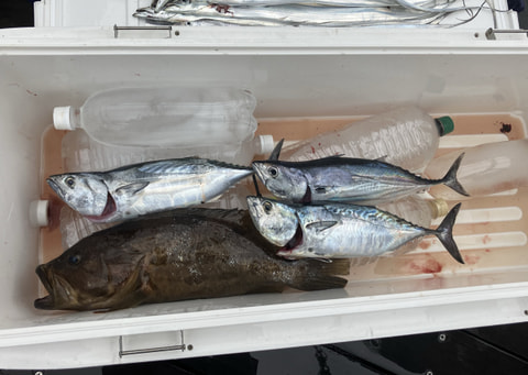 浜名湖沖で釣れた魚