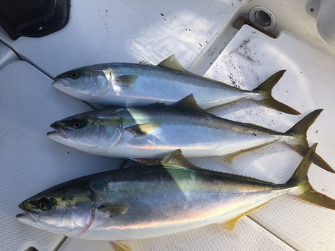 釣れた魚