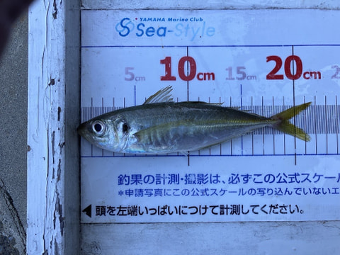 釣れた魚