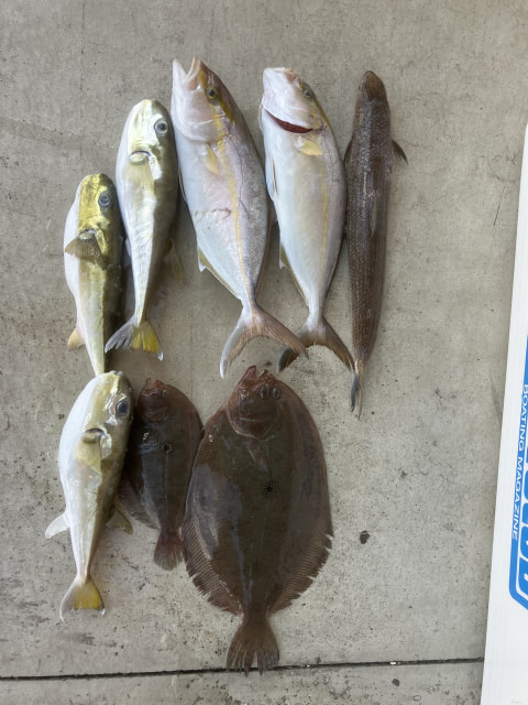 今切沖漁礁で釣れた魚