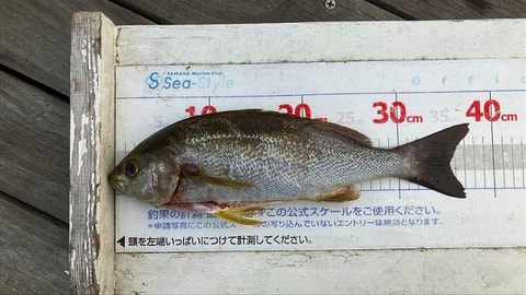 釣れた魚