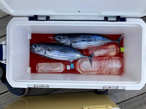 釣れた魚
