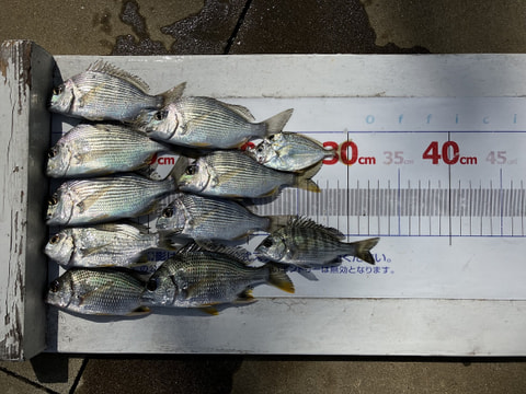 浜名湖内で釣れた魚