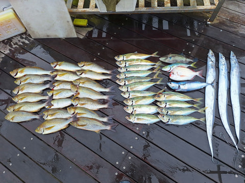 アクト沖、天竜川沖で釣れた魚