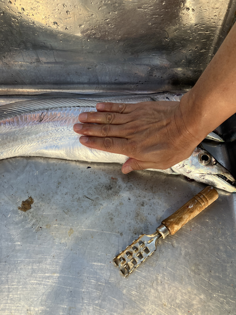 浜名湖沖で釣れた魚