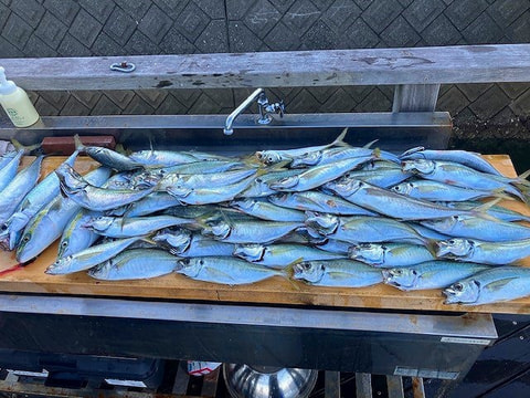 天竜沖で釣れた魚