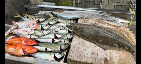 釣れた魚