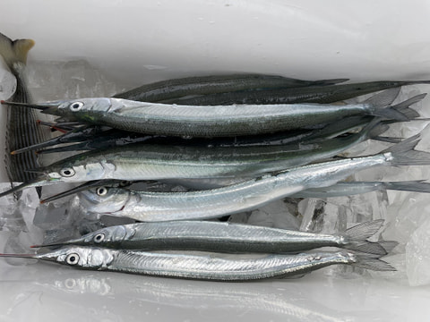 浜名湖内で釣れた魚