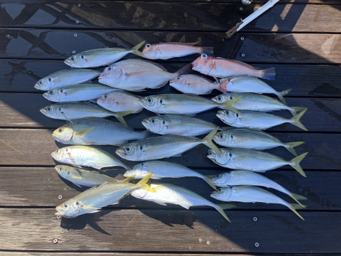 釣れた魚