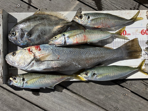 釣れた魚