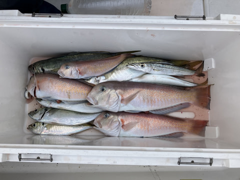 釣れた魚