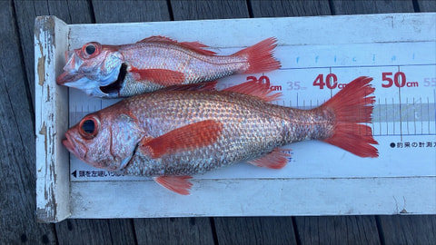 天竜沖で釣れた魚