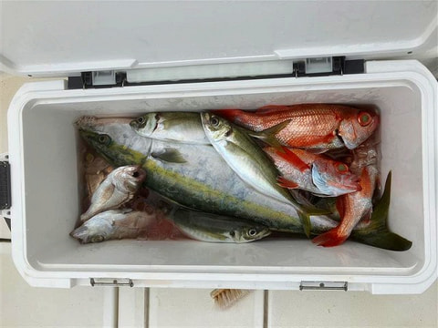 鮫掘りで釣れた魚