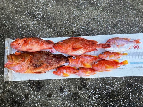 御前崎沖で釣れた魚