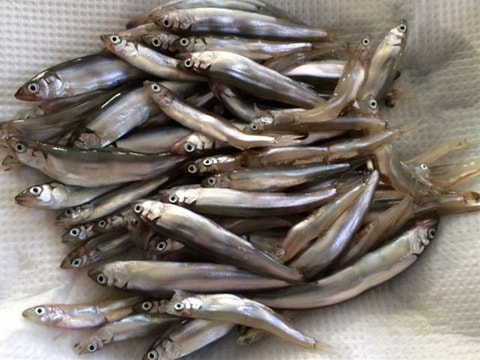 弁天島で釣れた魚