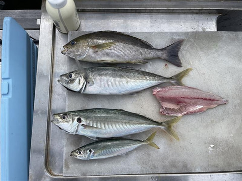 アクト沖漁礁で釣れた魚