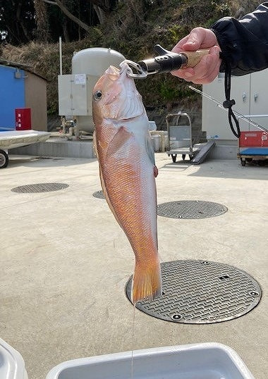 釣れた魚