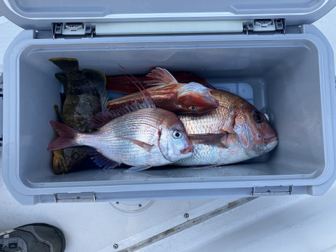 釣れた魚