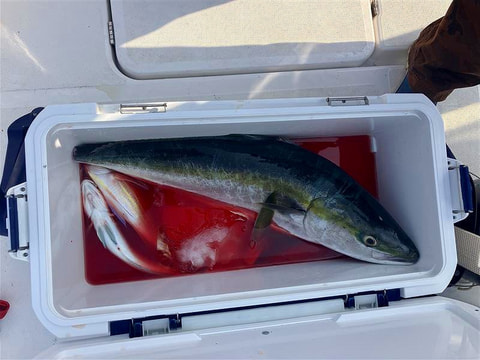 天竜沖で釣れた魚