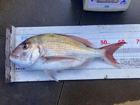 梅干魚礁で釣れた魚