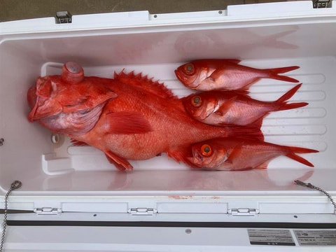 第一天竜で釣れた魚