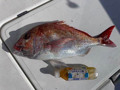 福田港沖で釣れた魚